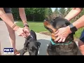 Advocates push for Blaine to prohibit pet stores from selling puppy mill puppies FOX 9 KMSP