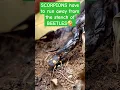 Download Lagu Scorpions have to run away when they smell the stench from the beetle's spray.😅