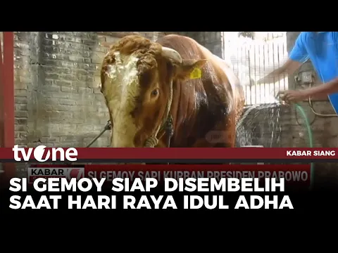 Melihat 'Si Gemoy' Sapi Kurban Milik Presiden Prabowo