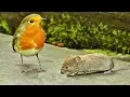 Download Lagu Videos for Cats to Watch Mice 🐭 Mouse Extravaganza - TV for Cats