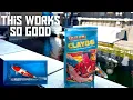 KOI POND TRICKS AND TIPS TO GET GREAT WATER NEW POND CLAY THAT WORKS A DREAM