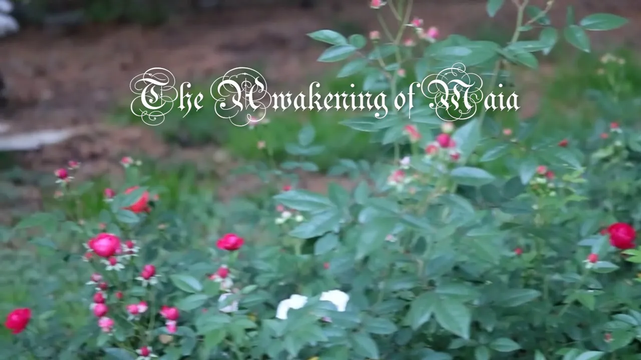 The Awakening of Maia The Awakening of Maia