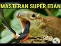 Download Lagu Masteran Murai Paling Sempurna | suara bajing kekes