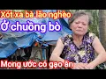 Lagu Xót xa bà lão nghèo ,  ở chuồng bò , đau bệnh không tiền uống thuốc , mong ước có gạo ăn 