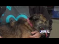 Pets without Partners 3-10-17