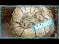 PULLING BALL PYTHON EGGS Clutch of 2020 Ball Python Breeding Snake Eggs