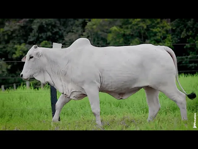 Novilha Nelore GNRN - 21