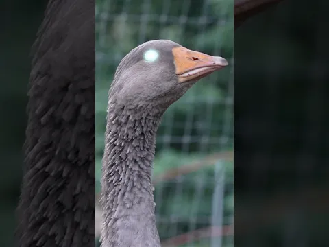 Filming my goose like car guys do…