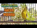 Lagu BURUNG SOGON BETINA GACOR cocok untuk pancingan sogon jantan malas bunyi