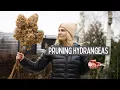 Pruning hydrangeas for big flowers - paniculata and smooth hydrangea