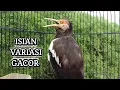 Download Lagu Suara Jalak Suren Gacor Full Isian Variasi - Pancingan Jalak Suren Agara Gacor Full Isian Mewah