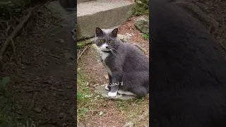 الصبر نعمة والصمت حكمة ان فقدت احدهم ضاع كل شيء Shorts 