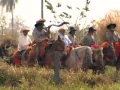 Download Lagu Boiada no Estradão - Reportagem Globo Rural, Sobre a Tradição das Comitivas do MS