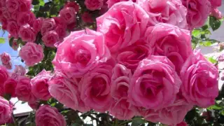 رفتم ز برت نالان از يوسف قاسمی 