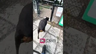 #Fyp #dream #doberman #pets #vlog