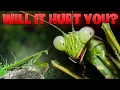 Are Praying Mantis Dangerous