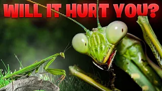 Are Praying Mantis Dangerous