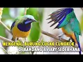 Download Lagu MENGENAL LEBIH DEKAT DAN ASAL USUL CUCAK CUNGKOK BURUNG MASTERAN SULTAN DI KANDANG AVIARY SEDERHANA