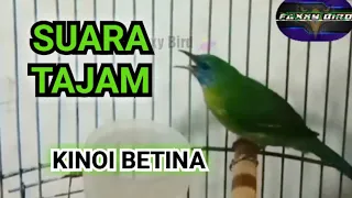 cucak kinoi betina bunyi monoton faxxybird