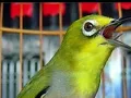 Download Lagu Masteran pleci pancingan ampuh dalam hitungan menit pleci dirumah langsung bongkar isian