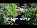 Download Lagu Getting blown away in the garden