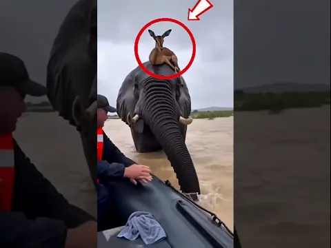 He Was Scared… Until This Happened 🐾❤️