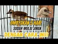 Download Lagu Perkembangan trucukan ombyokan mulai jinak setelah 5 hari