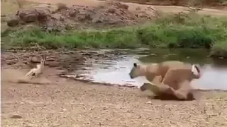 غزال هرب من اللبوة بطريقة 