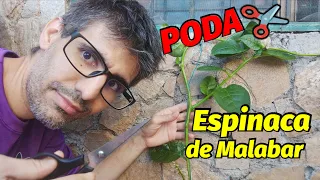 Cómo Podar la Espinaca de Malabar para una Cosecha Abundante