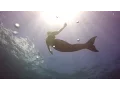 Swimming With Mermaids - Maui Dreams Dive Co