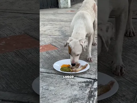 Si reconoces a pirata mándanos un mensaje parte 5