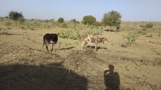 Crazy Donkey Mating Between 2 Male And 1 Female Donkey Animallife Donkey Wildanimals 