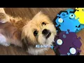 Download Lagu Using Buttons To Bridge That Communication Gap: Cats and Dogs Play Differently! 