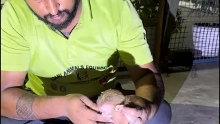 जुड़वा बंदरों की माँ 