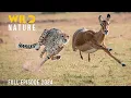 Download Lagu CHEETAHS | Lords of Speed and Shadows | Animal documentary
