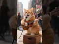 Download Lagu kucing ngamen
