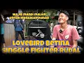 Lagu PERAWATAN LOVEBIRD BETINA SINGGLE FIGHTER RUDAL‼️WAJIB MANDI MALAM UNTUK MENAIKAN DURASI✅✅
