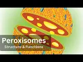 Peroxisomes Peroxisomes Structure and Function Biology Cell Biology