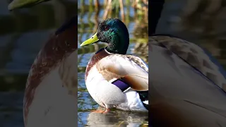 صوت البط البري صوت 