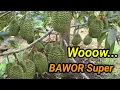 Lagu Durian Bawor Super-Hanya Pake Pupuk Organik Tidak Sampe Tiga Tahun Berbuah Lebat