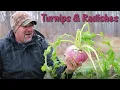 Will Deer Eat Turnips and Radishes Are They Food Plot Worthy