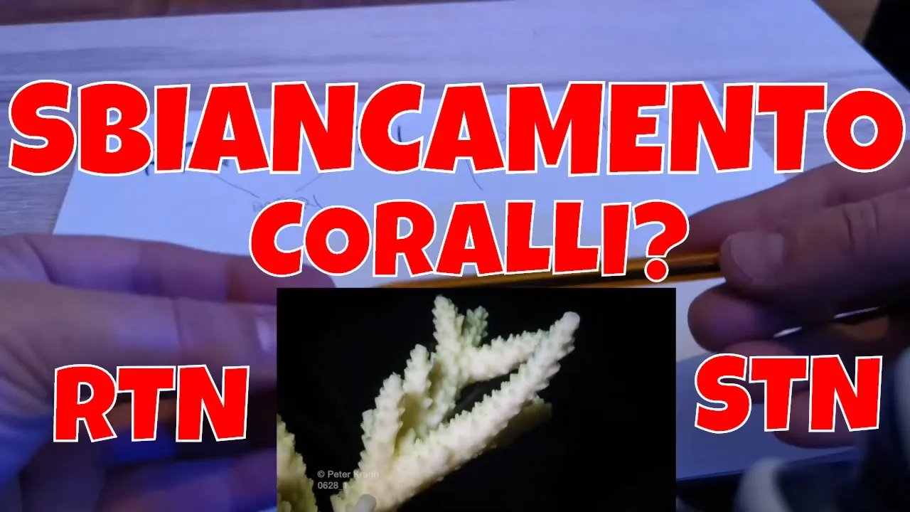 SBIANCAMENTO CORALLI e RTN coralli STN coralli in Acquario Marino