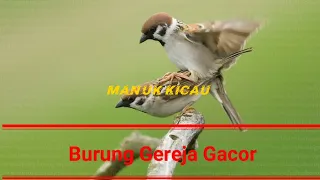 masteran gereja nyecret panjang jeda 1 2 menit manuk kicau