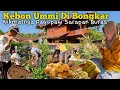 Download Lagu HIDUP DI DESA | SEDIH.. 🥹 KEBUN KESAYANGAN UMMI RAHMI HARUS DI BONGKAR