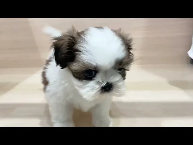 動画