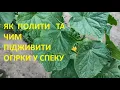 Download Lagu ЯК  ЧАСТО  ПОЛИВАТИ  ОГІРКИ  У  СПЕКУ  ТА   ЧИМ  ПІДЖИВИТИ