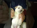 Download Lagu Cute Mangu ❤️🧿 #trending#shorts#puppy#cute #trending#viralvideo#changu