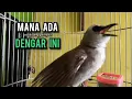 trucukan gacor ROPEL PANJANG buat pancingan trucukan agar bunyi JADIKAN burung trucuk gacor EMOSI