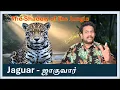 Download Lagu Jaguar | ஜாகுவார் | The Shadow of the Jungle | Nature’s Stealth Predator #Jaguar #AmazonJungle