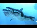Lagu 5 Headed Shark Full Movie In HD Quality